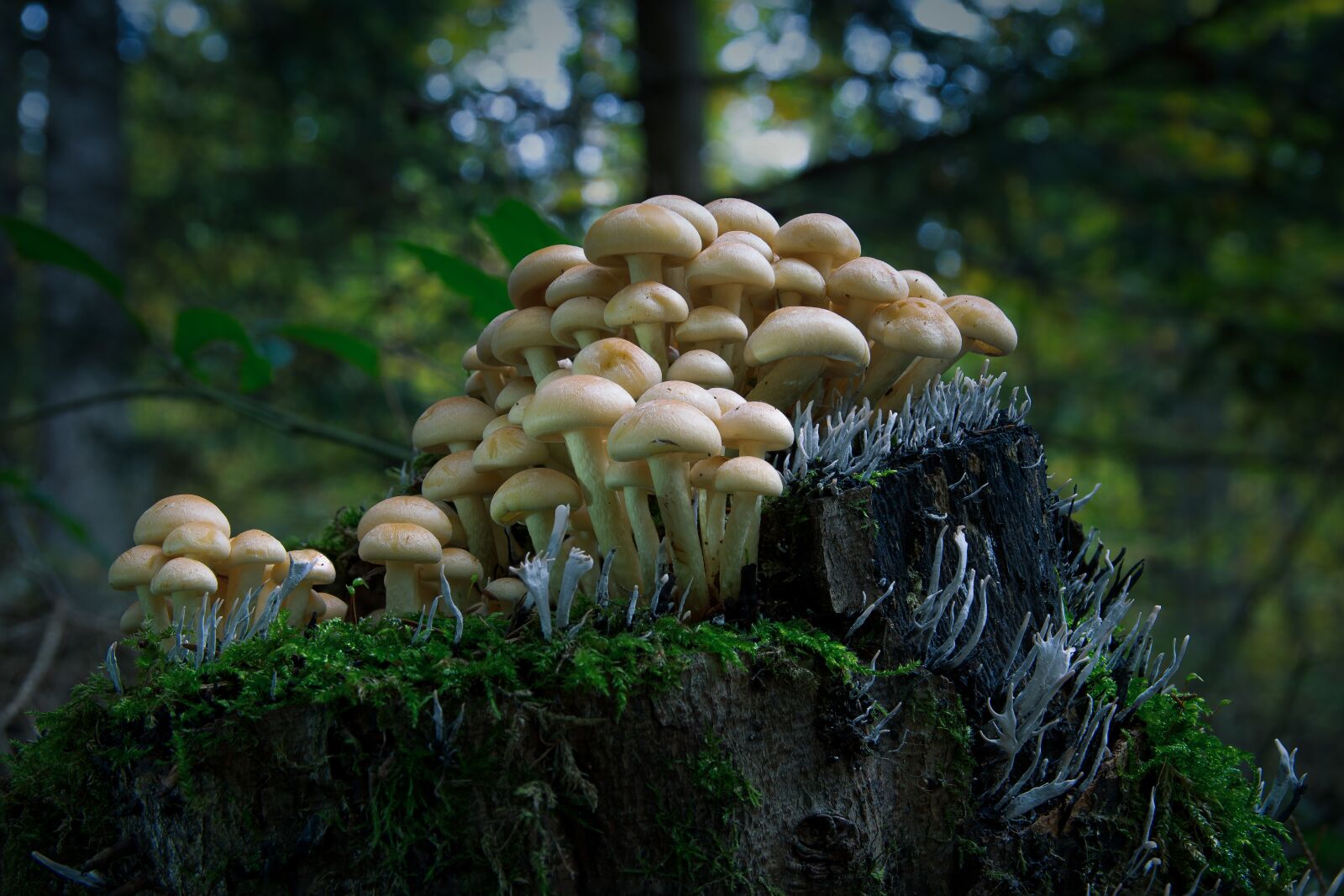Nikon D5300 sample photo. Mushrooms, moss, autumn photography