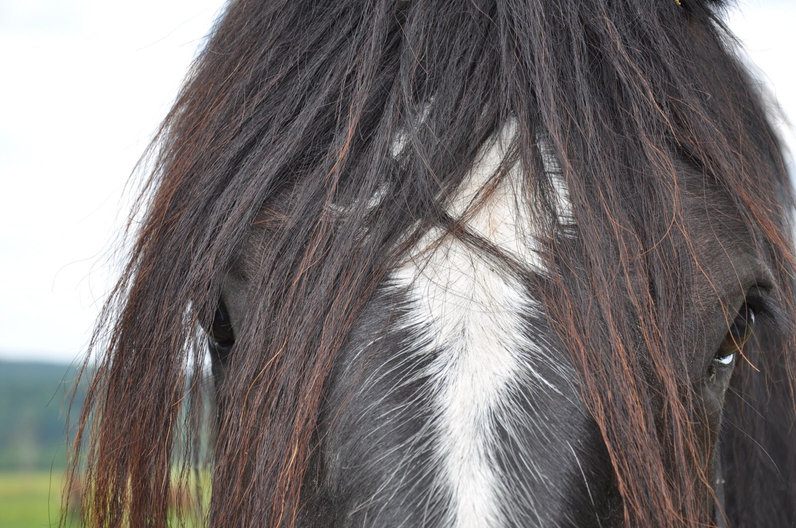 Nikon D90 sample photo. Horse, animals, black photography