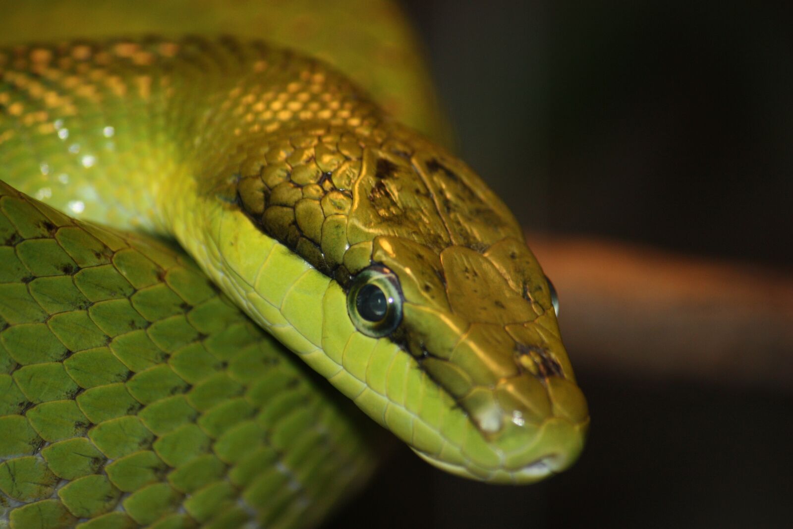 Canon EOS 450D (EOS Rebel XSi / EOS Kiss X2) sample photo. Nature, snake, green photography