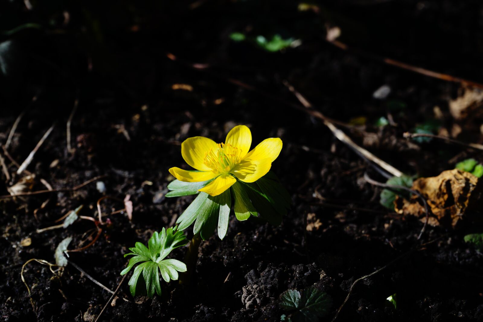 Sony a7 sample photo. Winterling, flower, blossom photography