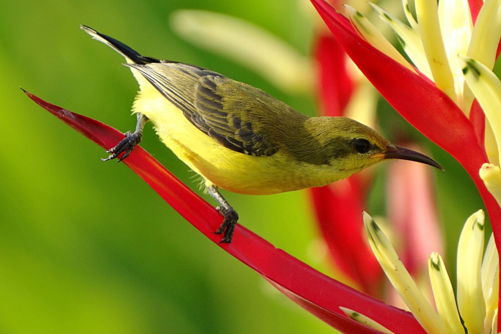 Sony Cyber-shot DSC-HX300 sample photo. Animal, avian, bird, bright photography