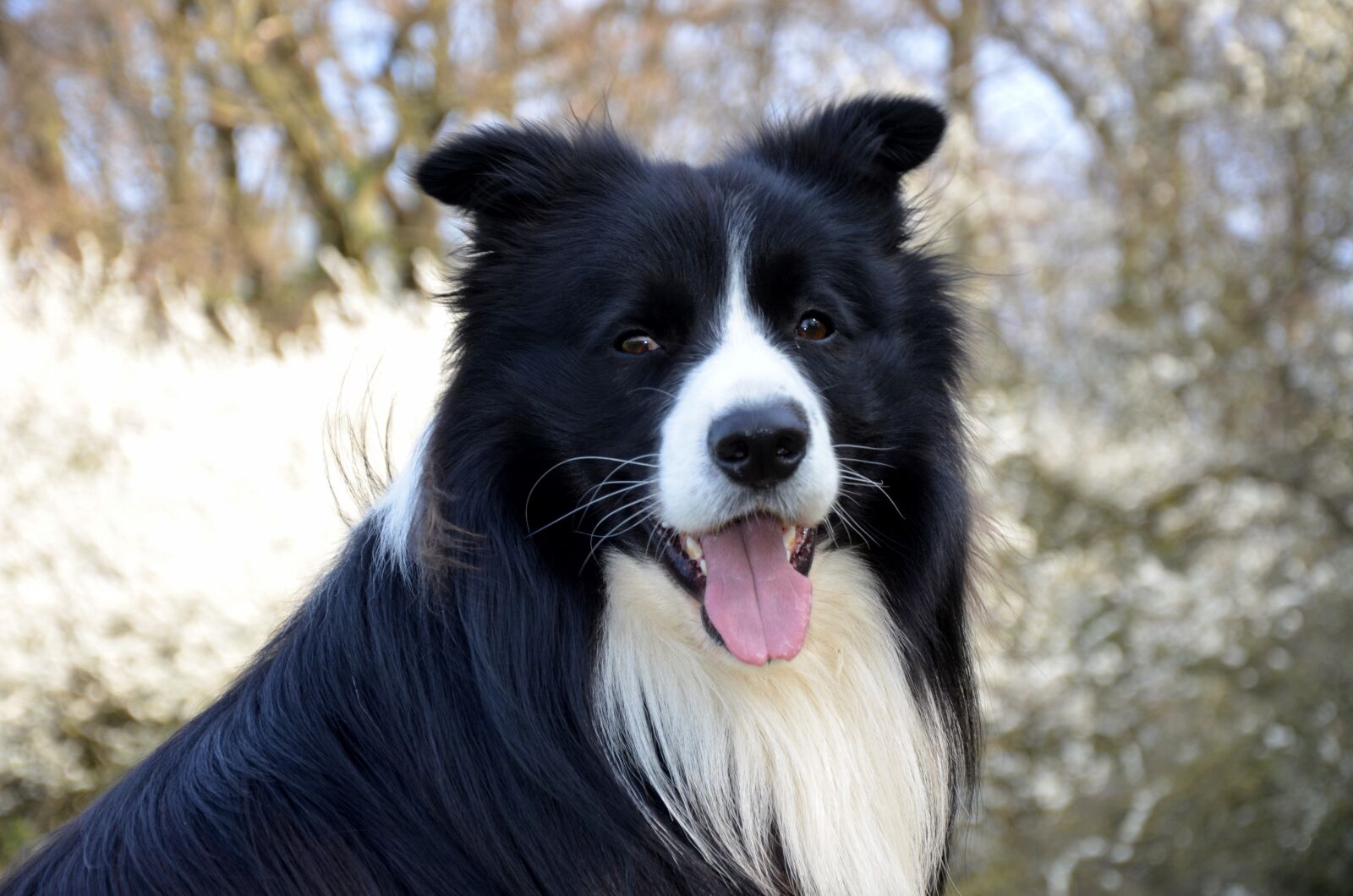 Nikon D5100 sample photo. Border collie, close up photography