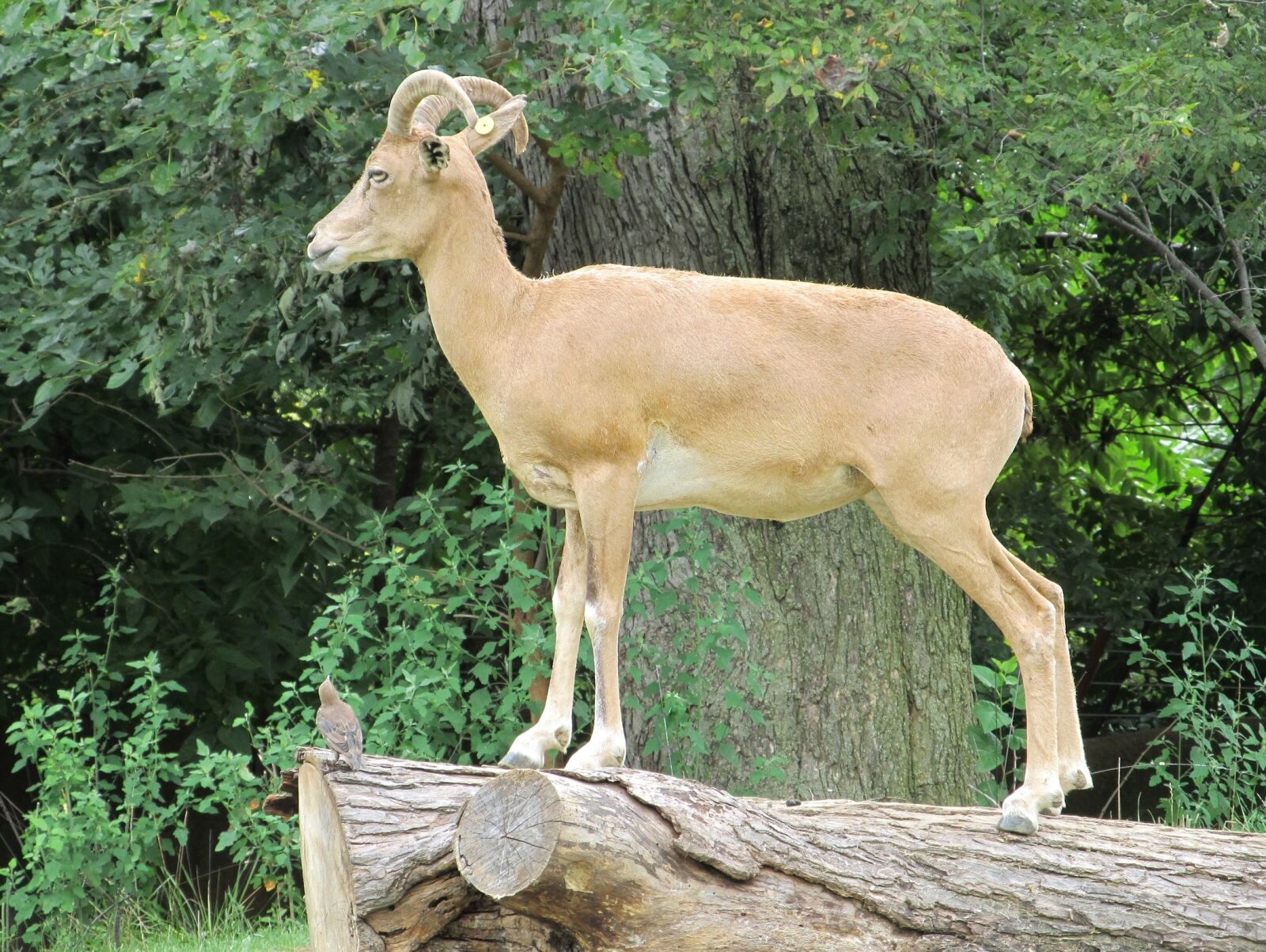 Canon PowerShot SX130 IS sample photo. Transcaspian urial, portrait, wildlife photography
