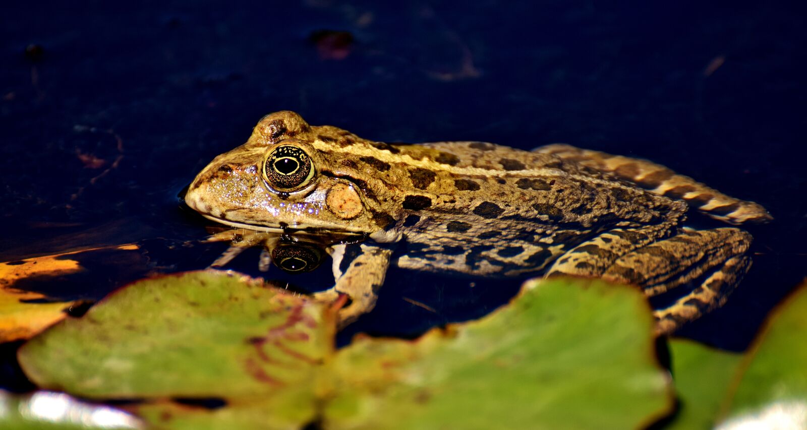Nikon D7200 sample photo. Frog, pond, animal photography