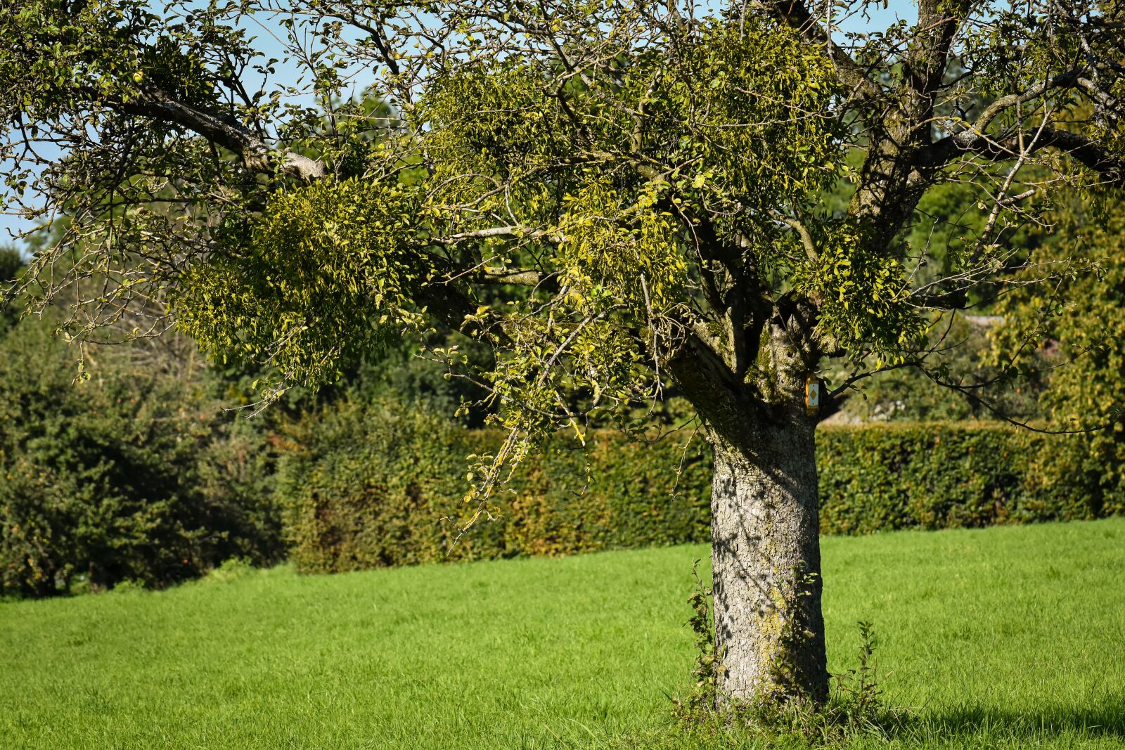 Nikon D7200 sample photo. Tree, meadow, environment photography