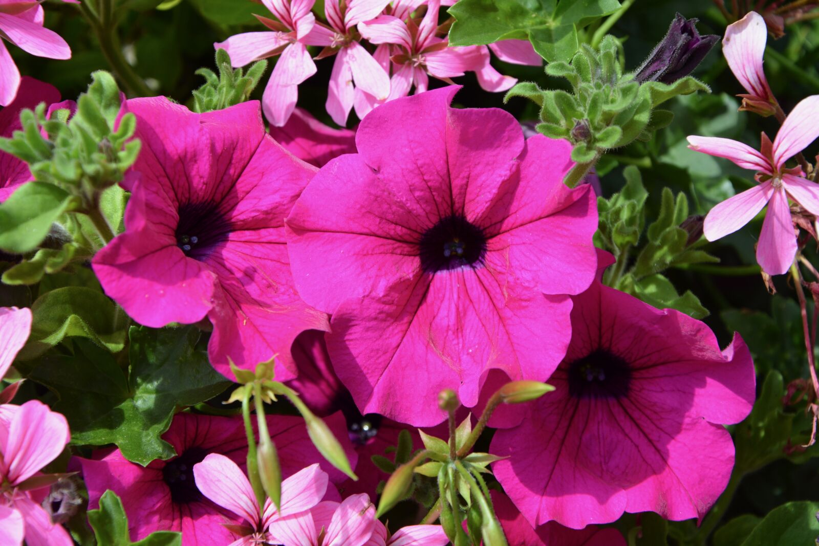 Nikon D5200 sample photo. Petunia, flowers, bright pink photography