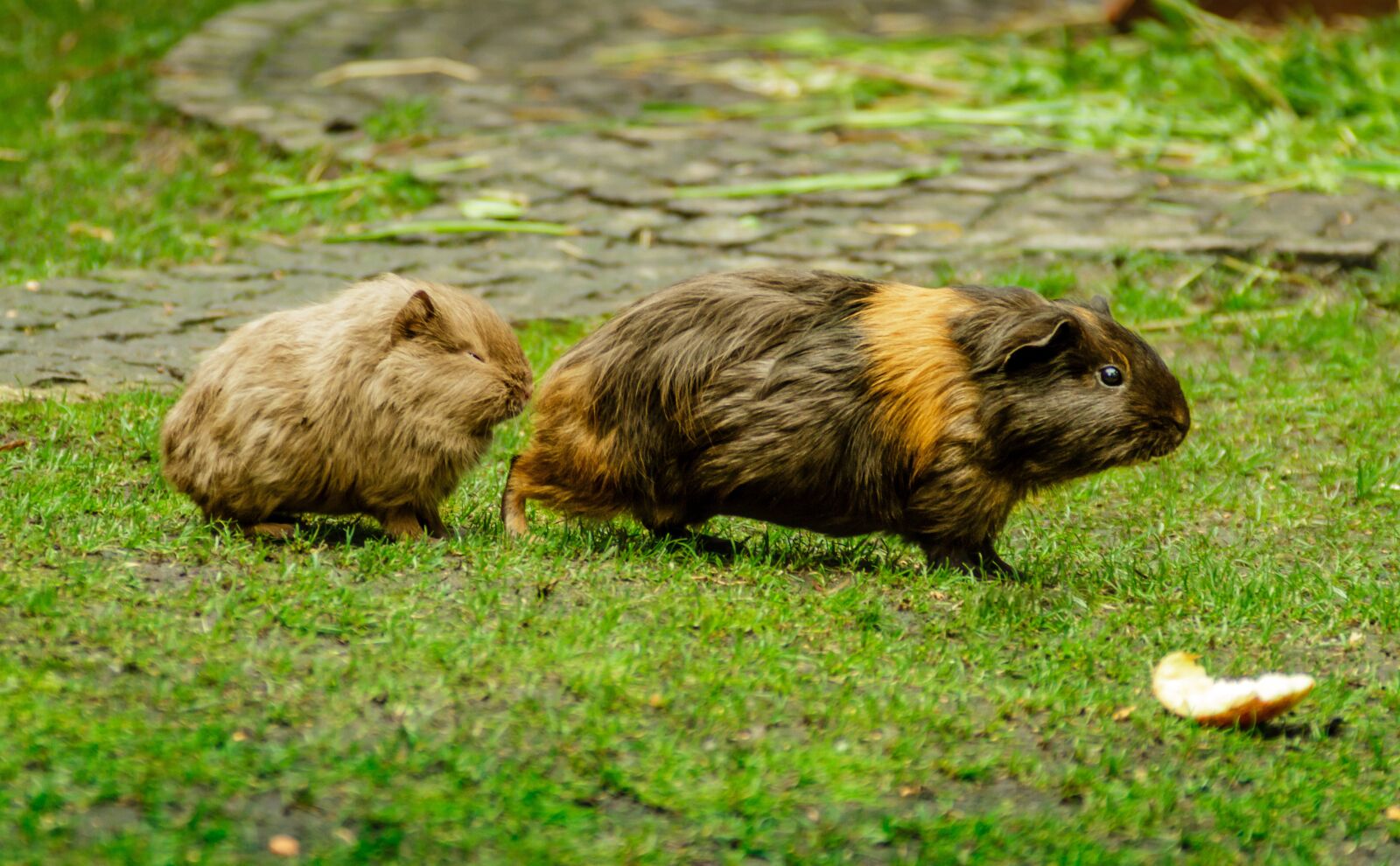 Canon EOS 7D sample photo. Guinea pig, guinea pig photography