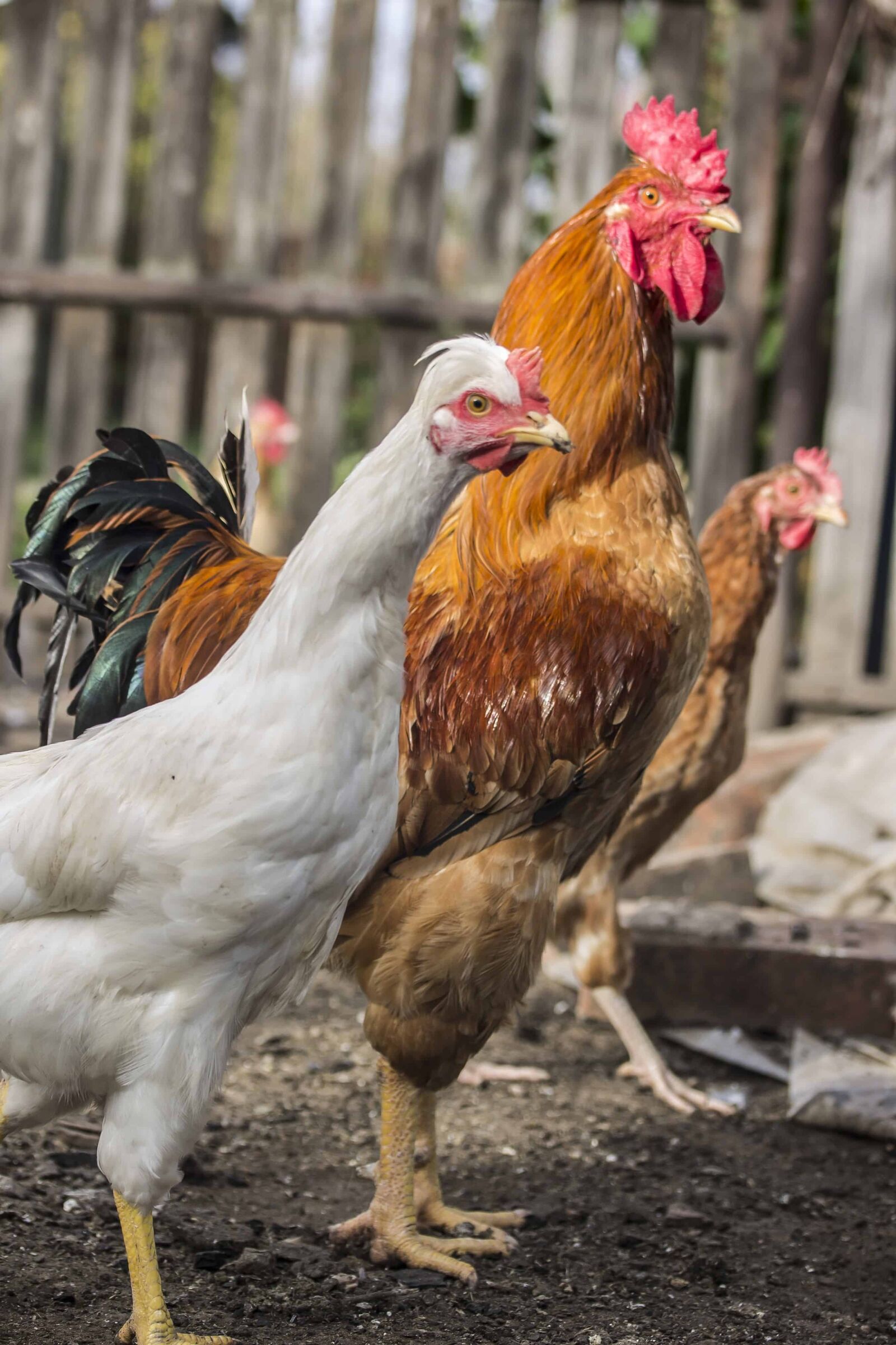 Canon EOS 1100D (EOS Rebel T3 / EOS Kiss X50) sample photo. Rooster, nature, animal, beak photography