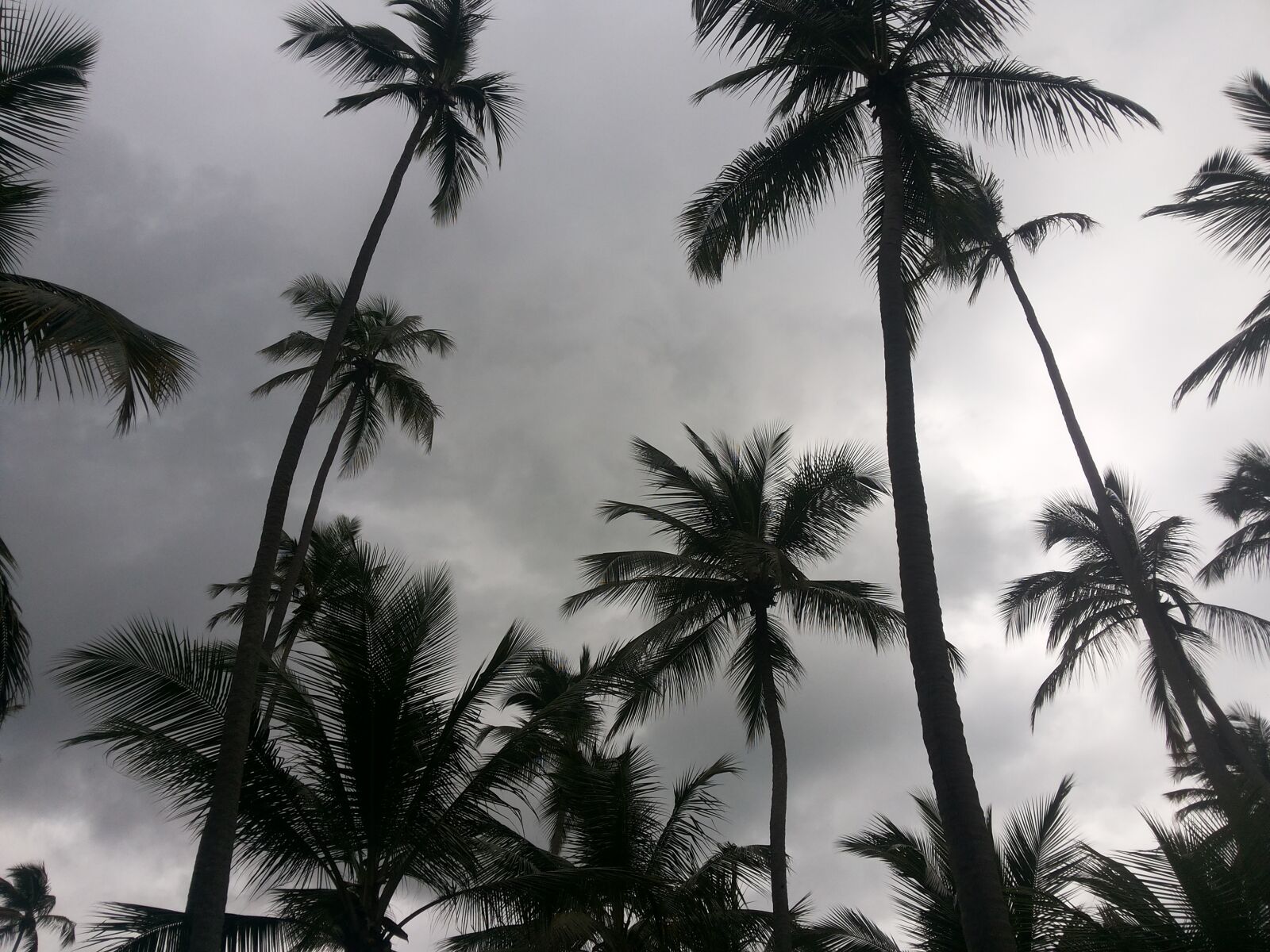 Samsung Galaxy Grand Duos sample photo. Beach, coconut tree, recife photography