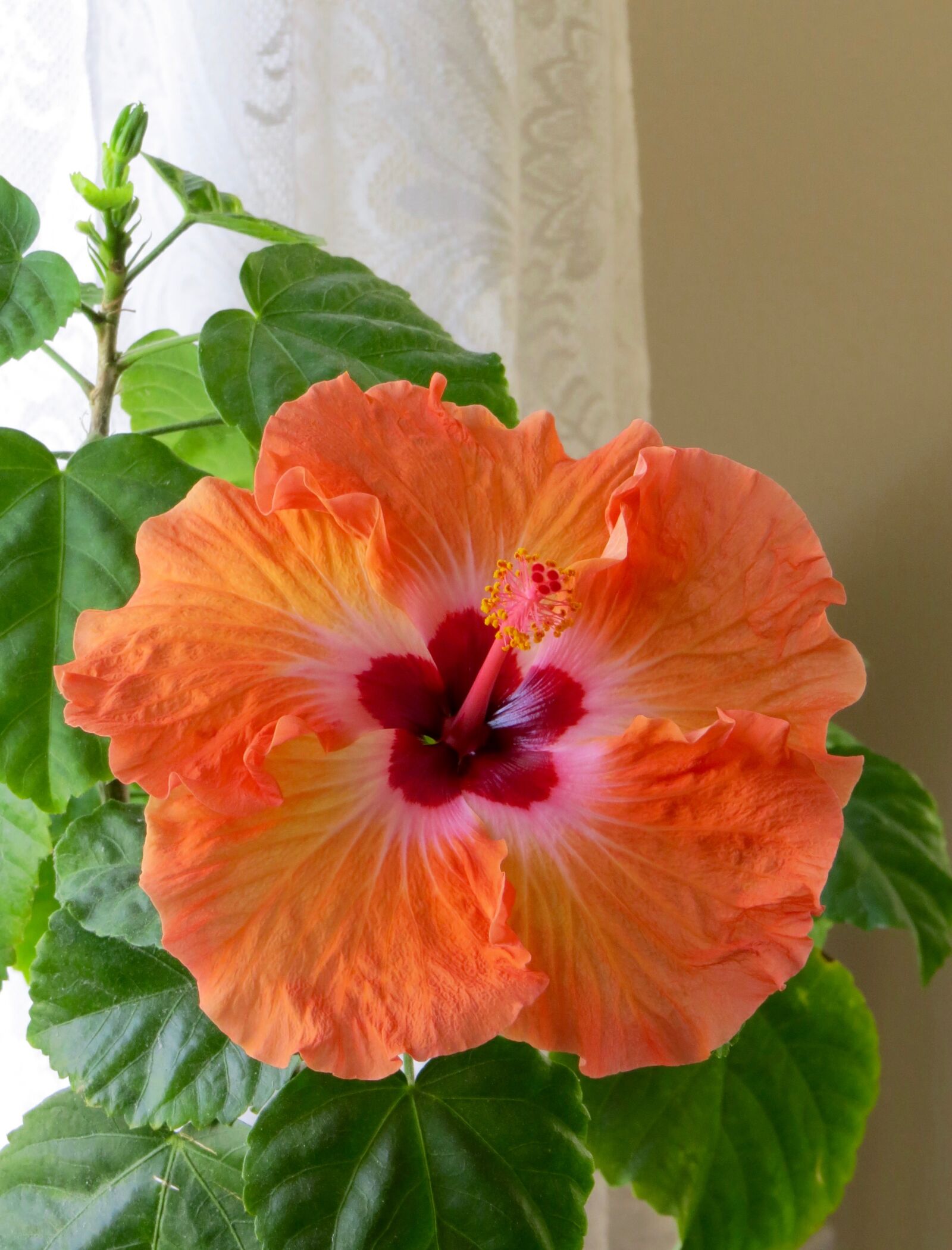 Canon PowerShot SX50 HS sample photo