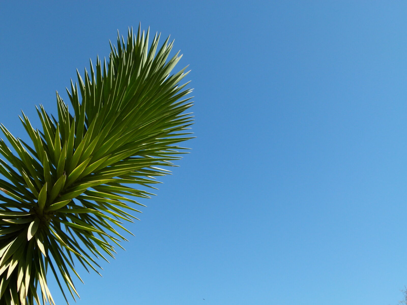 Panasonic Lumix DMC-FZ100 sample photo. Green, plant, perfect, blue photography