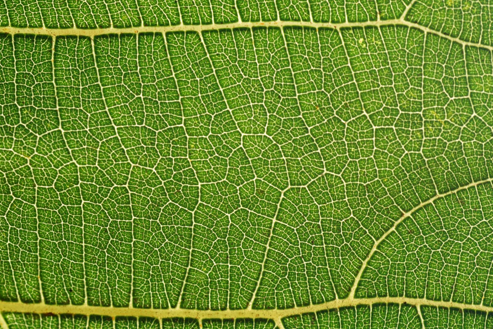 Nikon D3300 sample photo. Leaf, fig leaf, structure photography