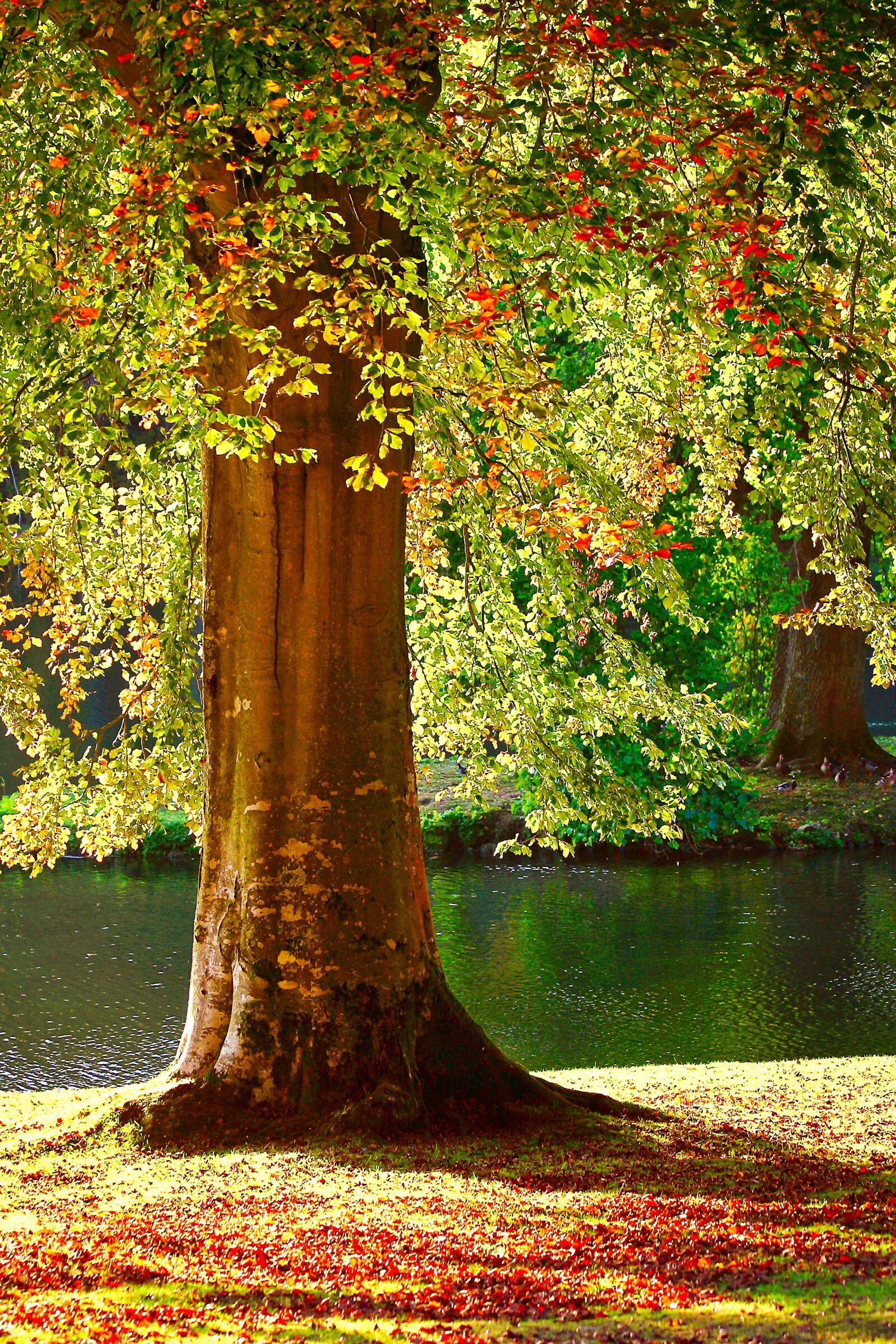 Canon EOS D60 sample photo. Tree, summer, autumn photography