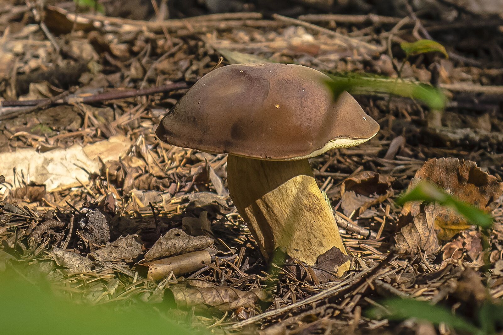 Samsung EX1 sample photo. Mushroom, wood, nature photography