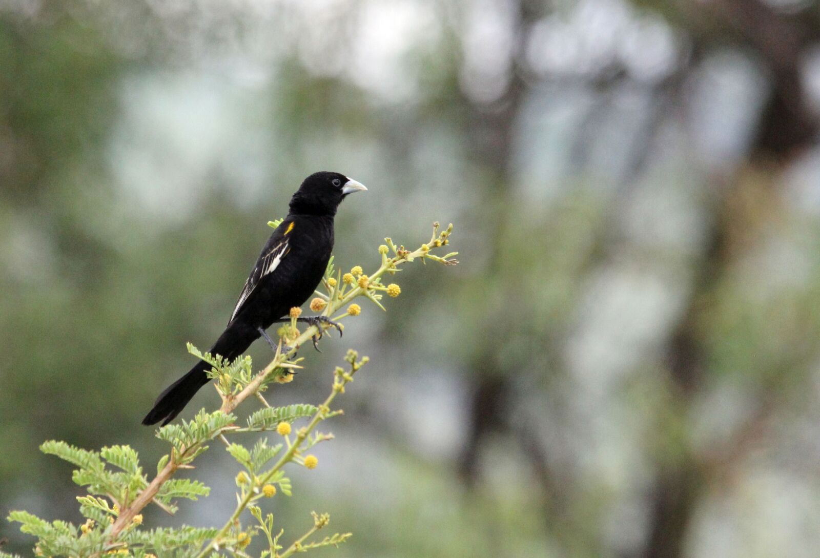 Canon EOS 60D sample photo. Widow, bird, watching photography