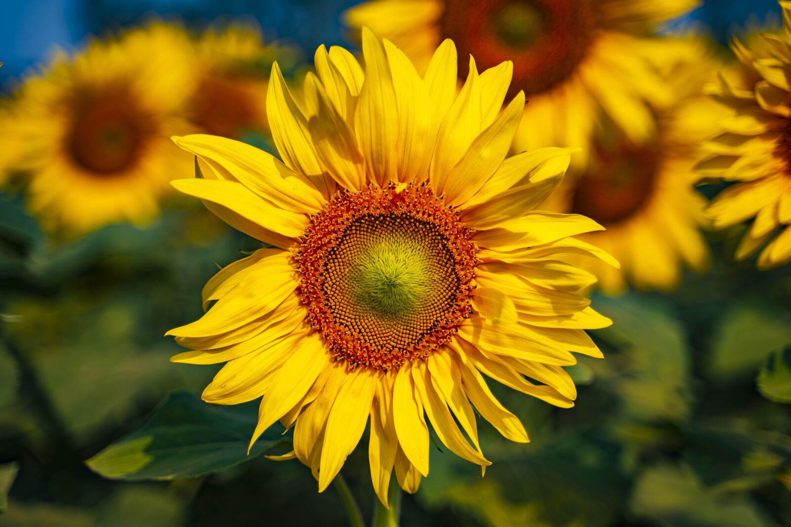 Sony a7 III sample photo. Flower, sunflower, nature photography