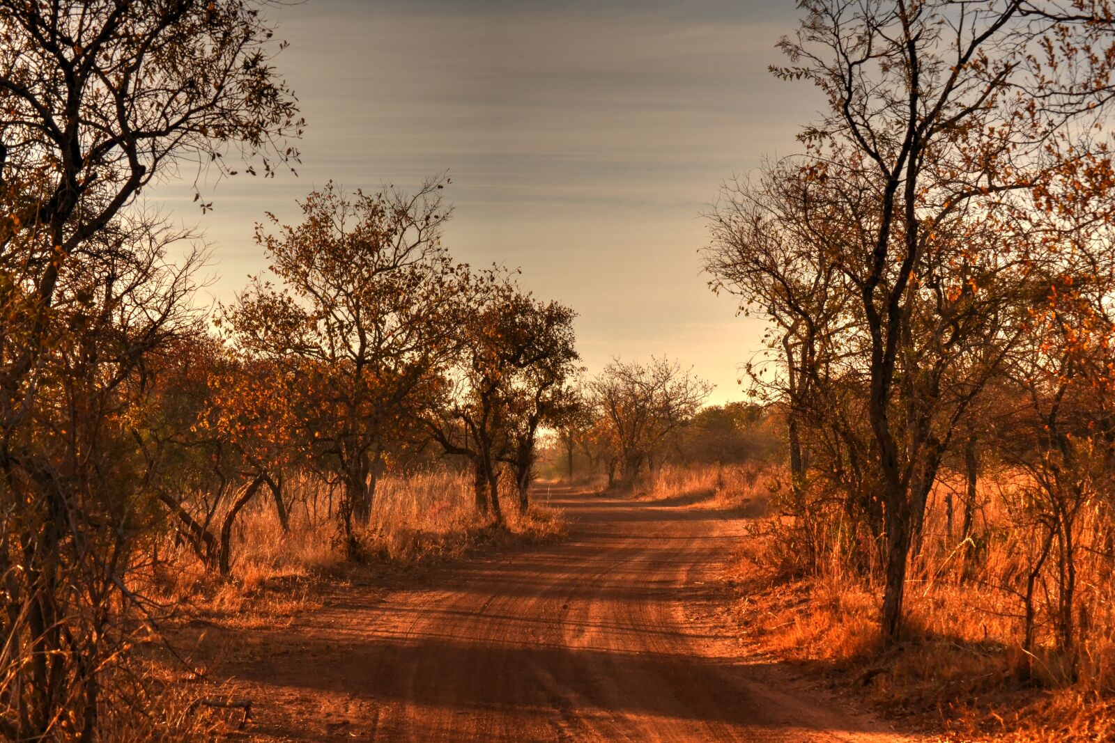 Nikon D3100 sample photo. Africa landscape, wild life photography