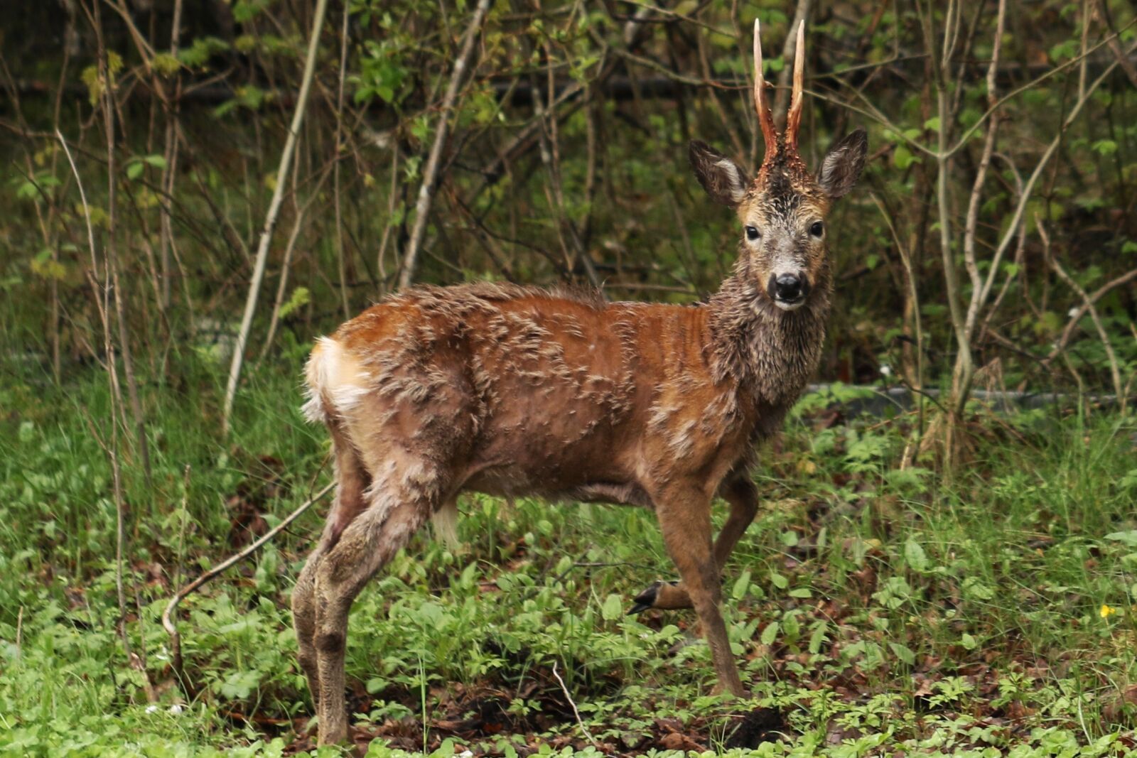 Canon EOS 7D Mark II sample photo. Deer, animal, nature photography