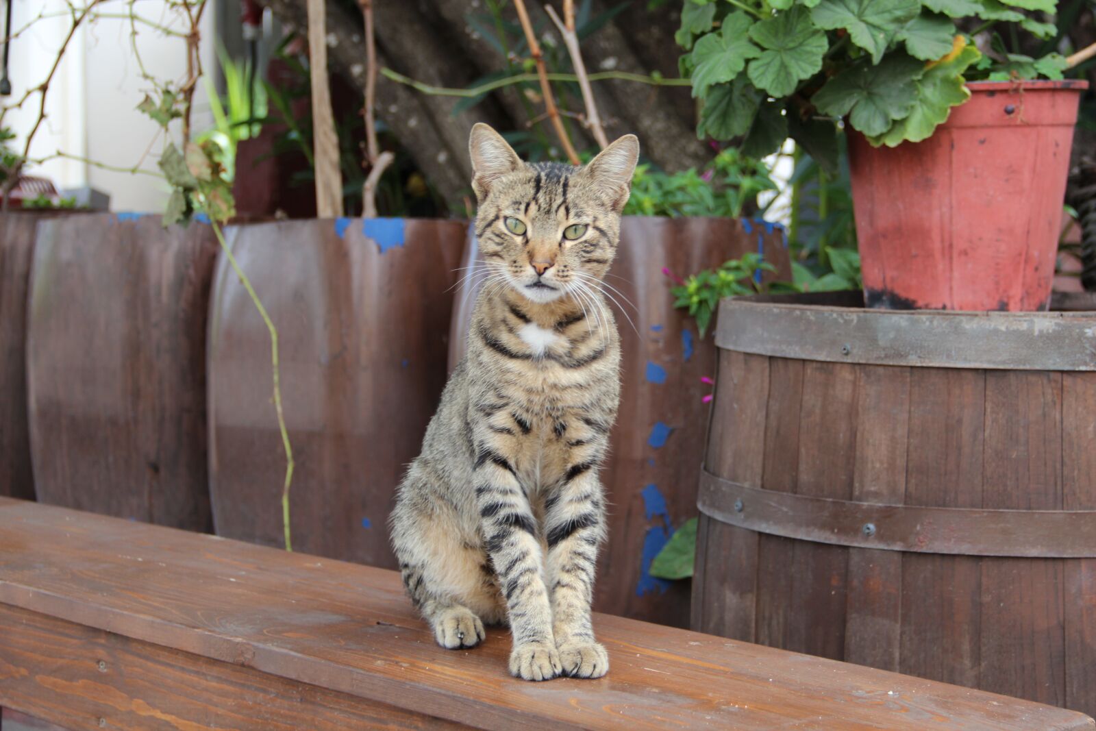 Canon EF-S 18-135mm F3.5-5.6 IS sample photo. Cat, single, pet photography