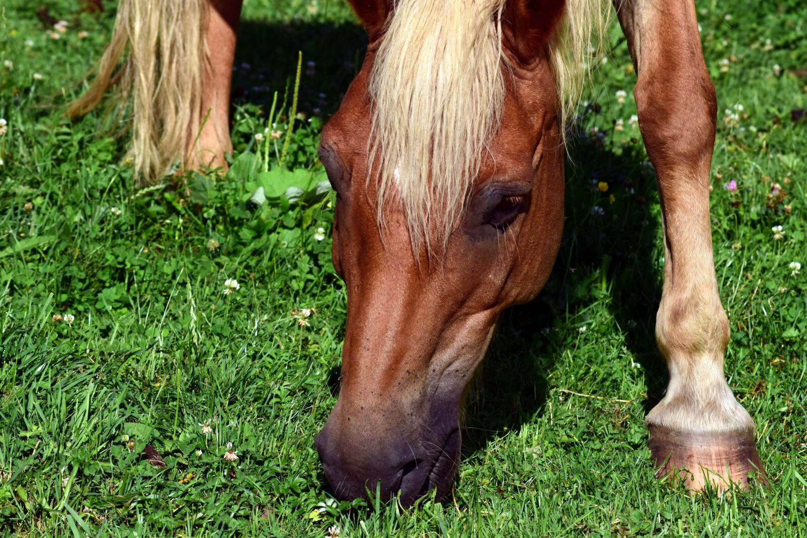 Nikon D3300 sample photo. Horse, horse head, coupling photography