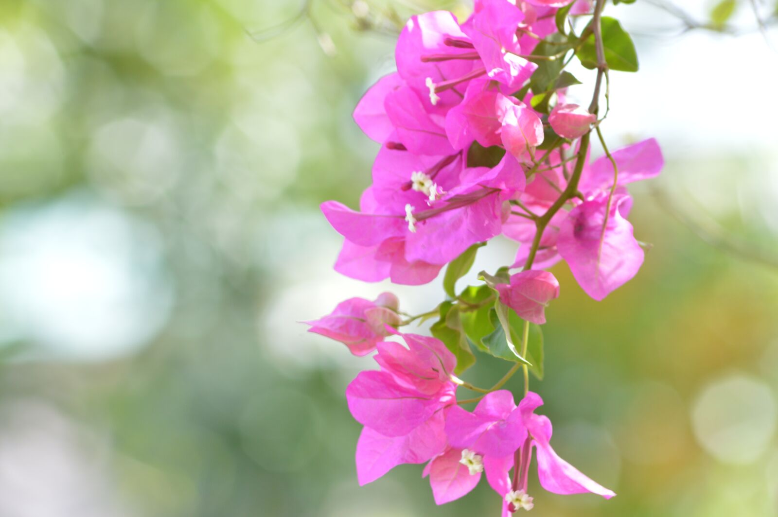 Nikon D3200 sample photo. Bougainvillea, santa cruz, trinidad photography