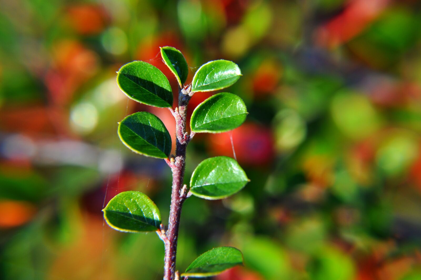 Nikon D5000 sample photo. Plant, nature, macro photography
