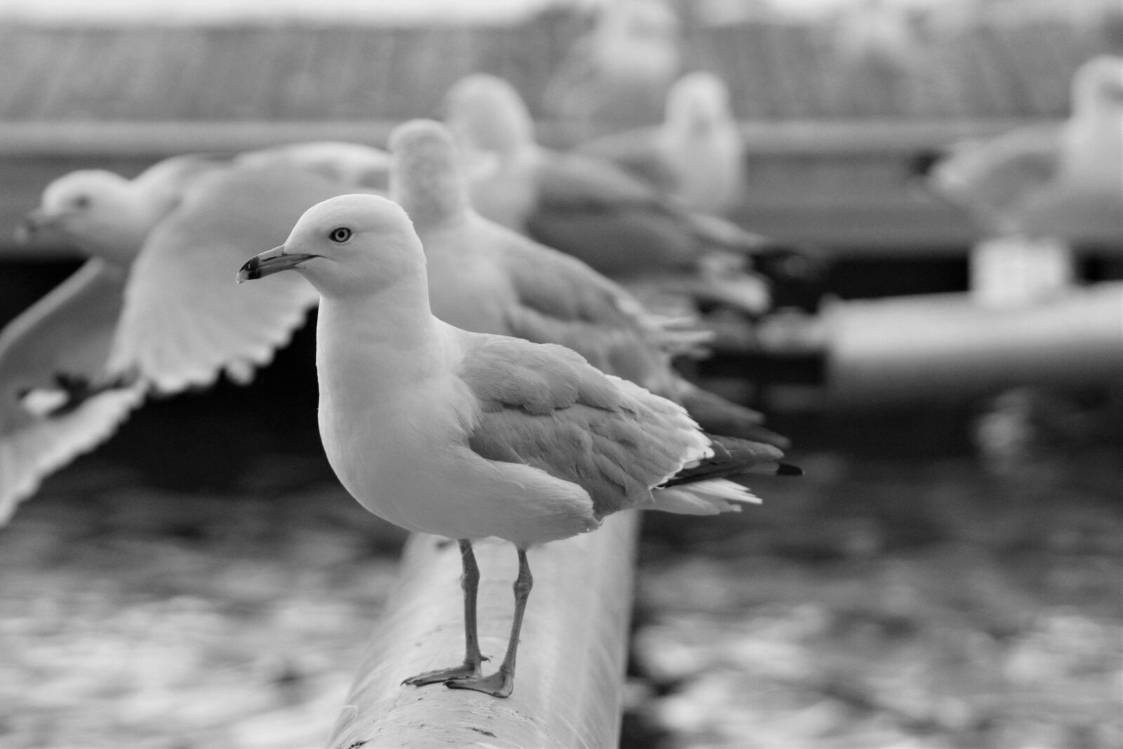 Canon EOS 1200D (EOS Rebel T5 / EOS Kiss X70 / EOS Hi) sample photo. Birds, wildlife, water photography