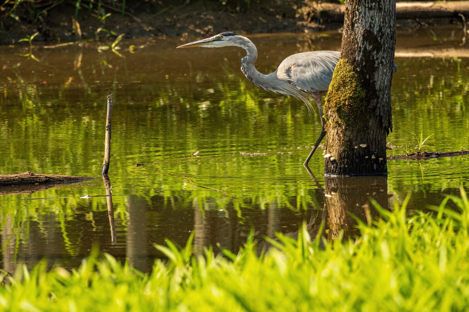 Sony E 70-350mm F4.5-6.3 G OSS sample photo. Heron stalking, heron hunting photography