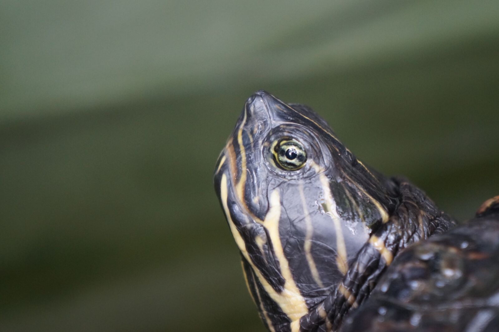 Sony Alpha a3000 sample photo. Turtle, animal, slowly photography