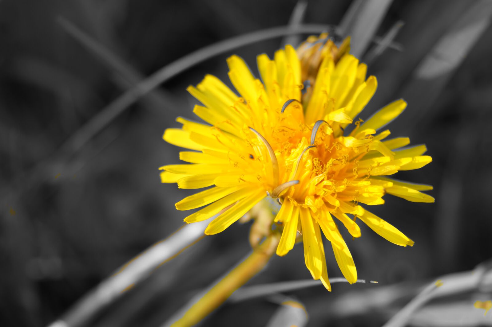 Sony DT 18-55mm F3.5-5.6 SAM II sample photo. Flower, nature, blossom photography