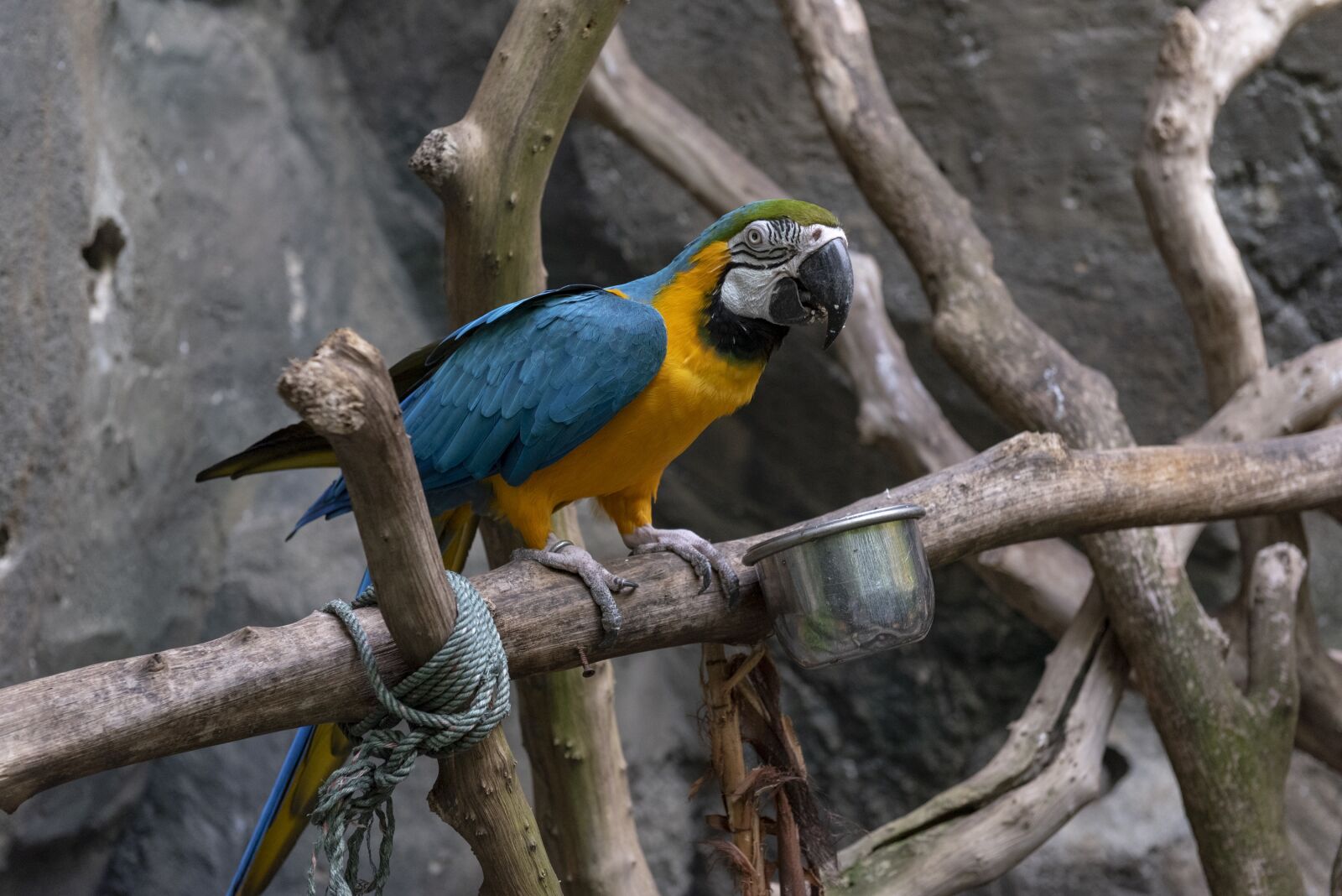 Nikon D750 sample photo. Blue, gold, macaw photography