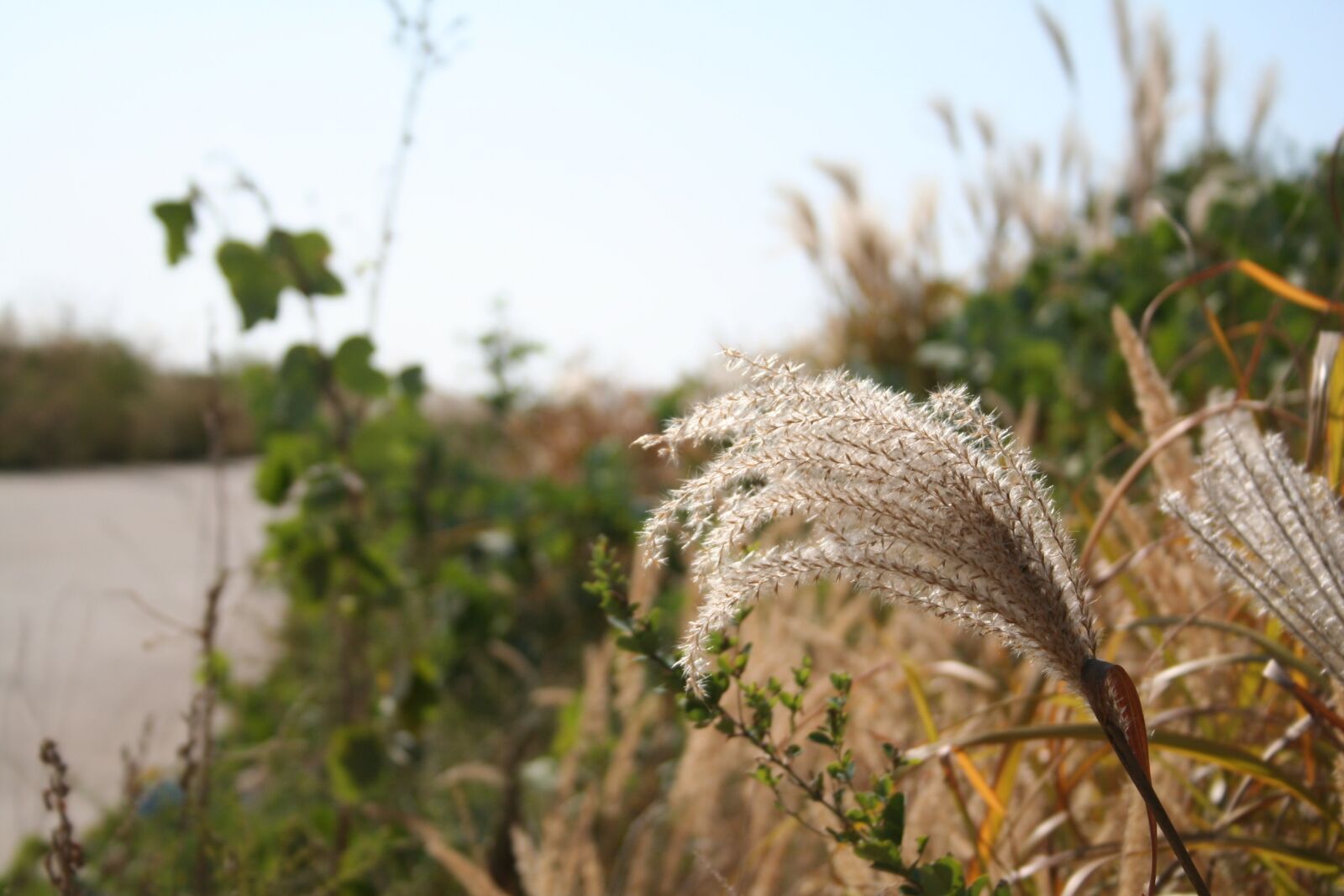 Canon EOS 350D (EOS Digital Rebel XT / EOS Kiss Digital N) sample photo. Reed, autumn, country photography