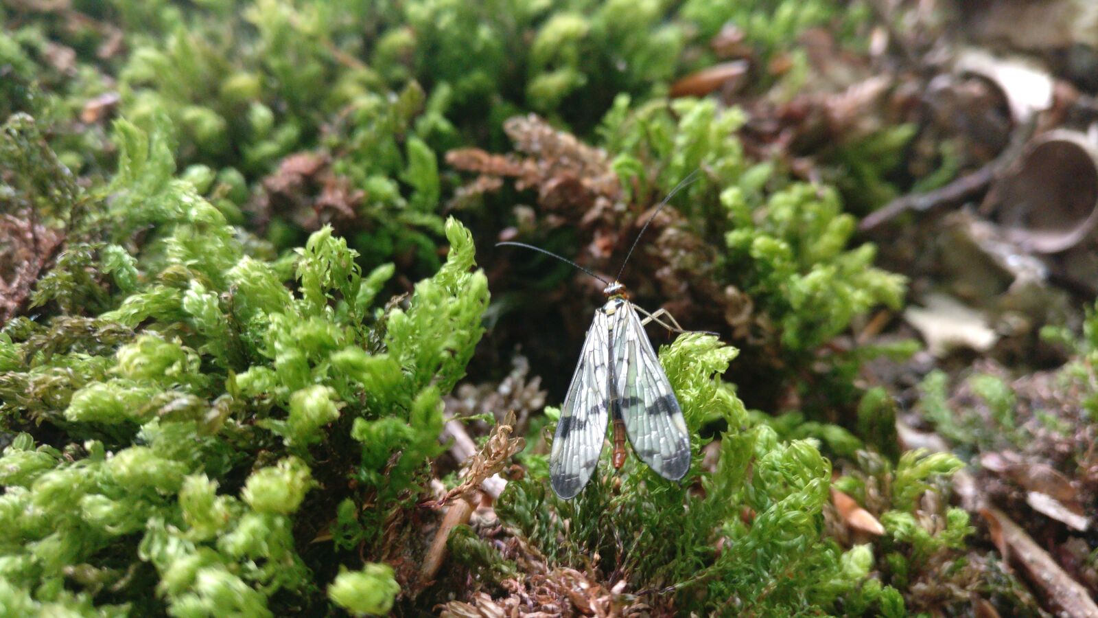 OnePlus A3003 sample photo. Moss, nature photography