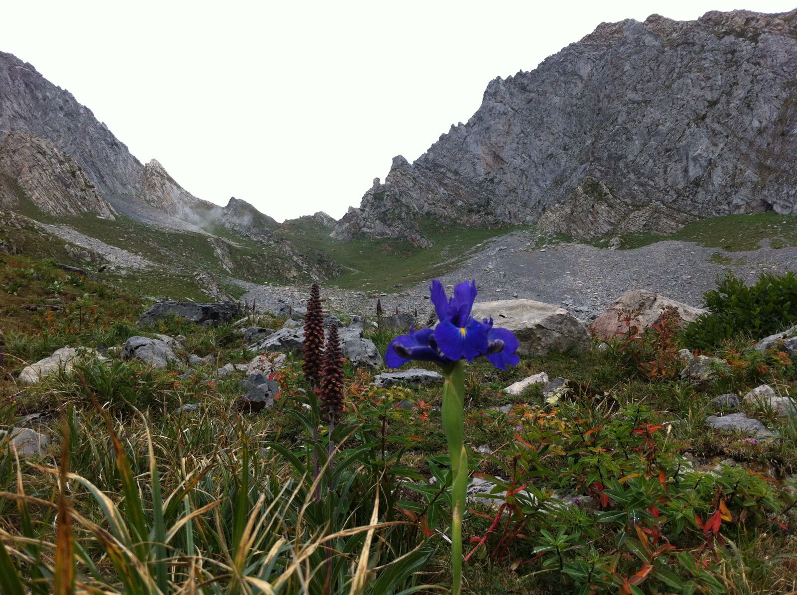 Apple iPhone 4 sample photo. Lily, mountain, asturias photography
