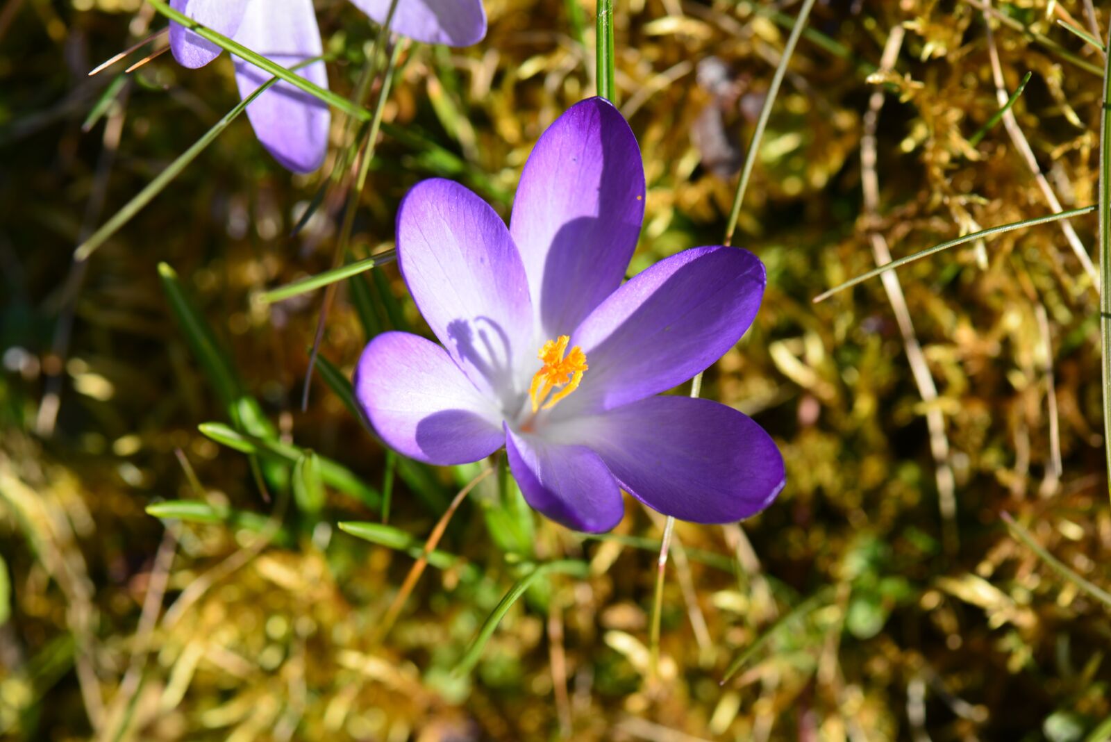 Nikon D610 sample photo. Crocus, violet, blossom photography