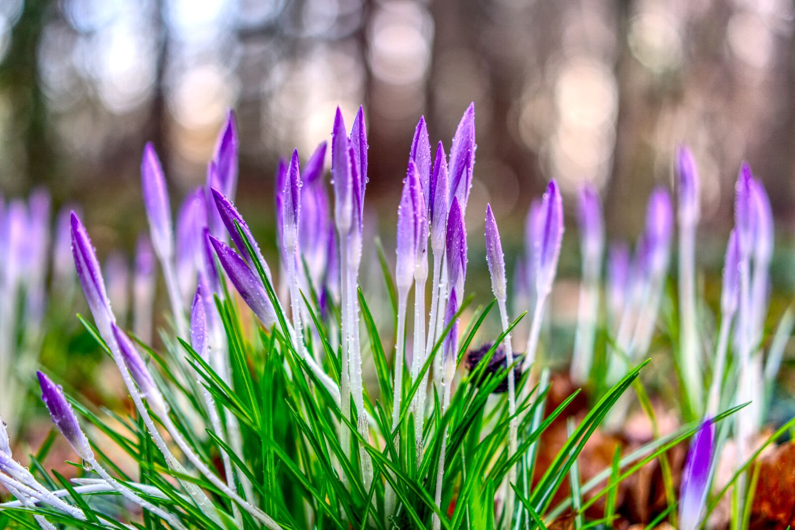 Sony a6000 + Sony E 35mm F1.8 OSS sample photo. Crocus, blossom, bloom photography