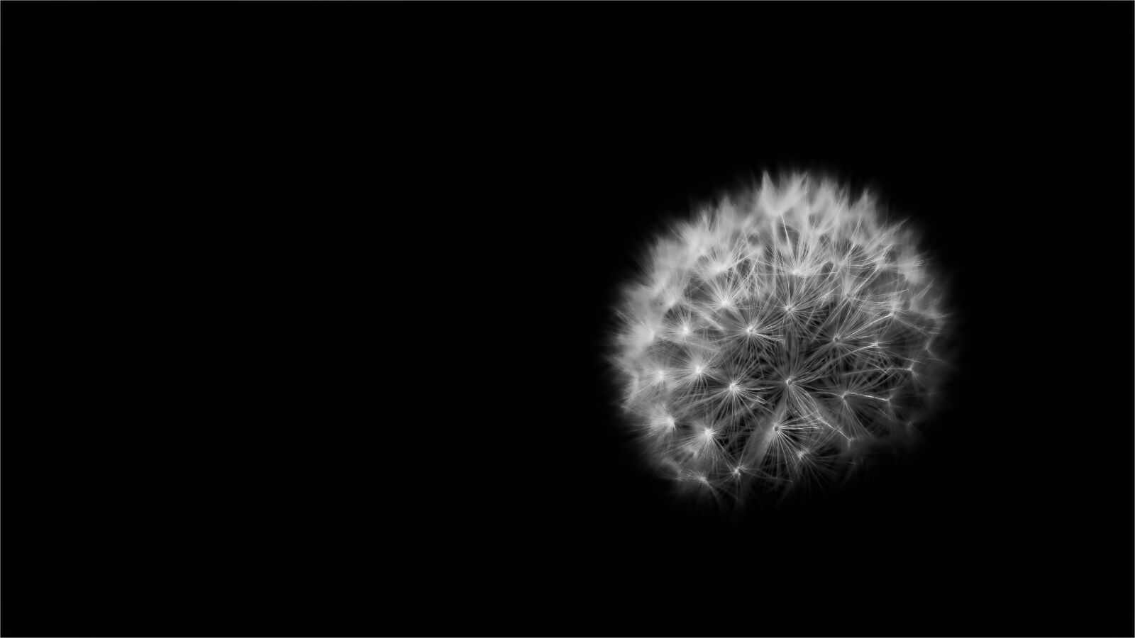 Canon EF75-300mm f/4-5.6 sample photo. Dandelion, seeds, head photography