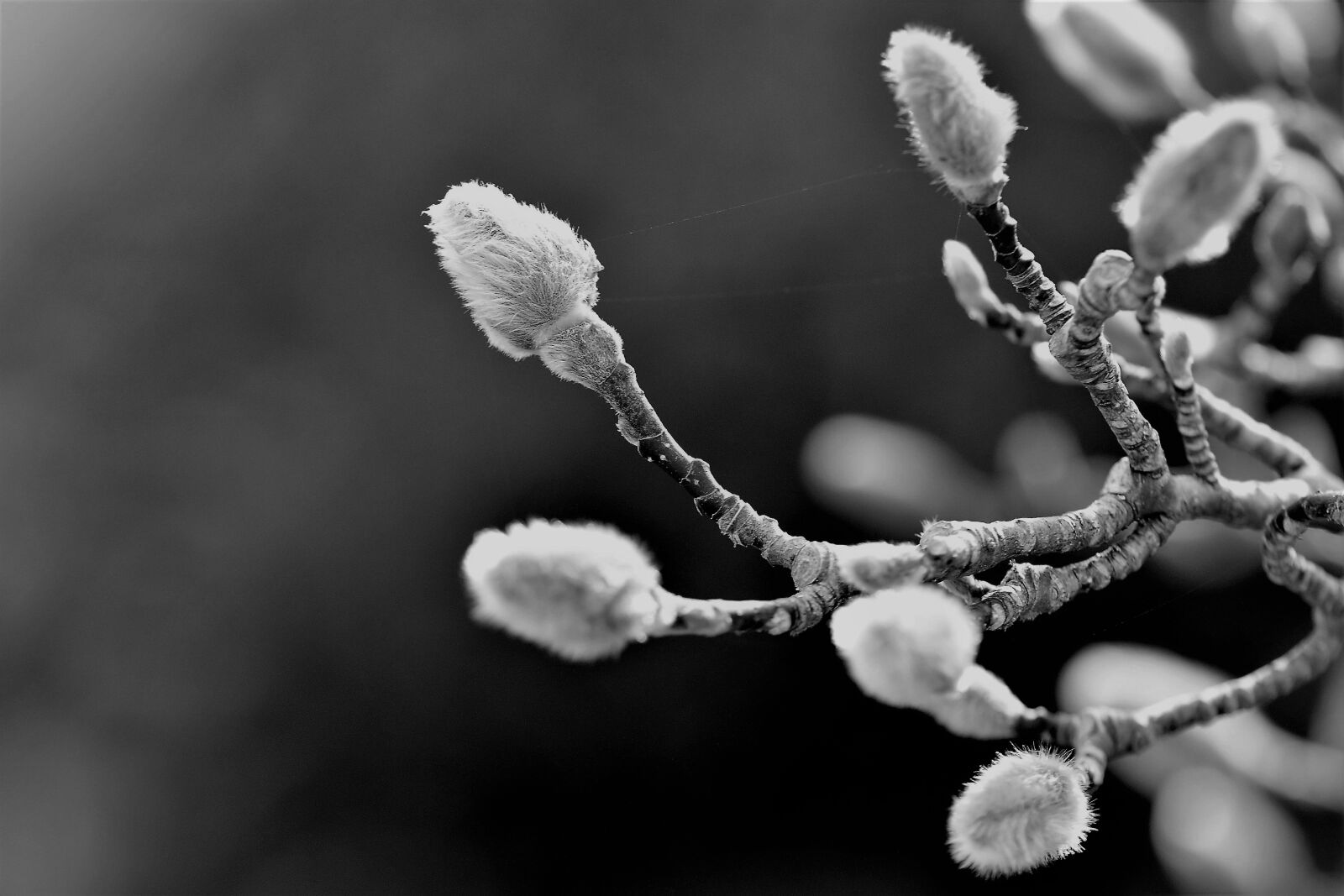 Nikon D5500 sample photo. Black and white, magnolia photography