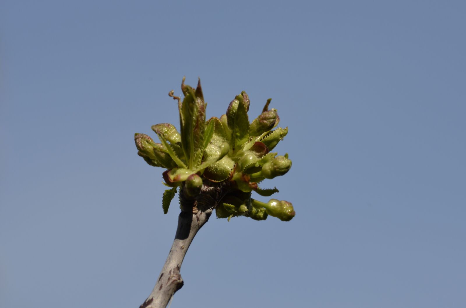 Nikon D5100 sample photo. Cherry blossoms, bud, spring photography