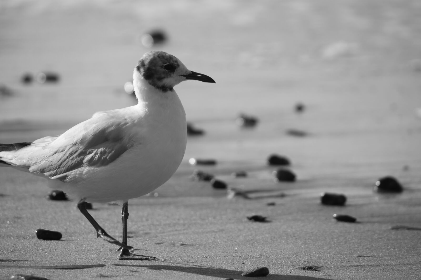 Canon EOS 500D (EOS Rebel T1i / EOS Kiss X3) sample photo. Seagull, beach, sea photography