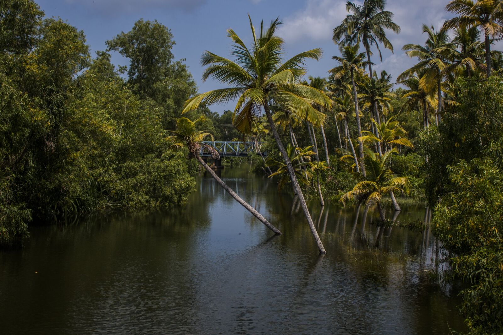 Canon EF-S 18-55mm F3.5-5.6 IS sample photo. Palm trees, backwater, sea photography