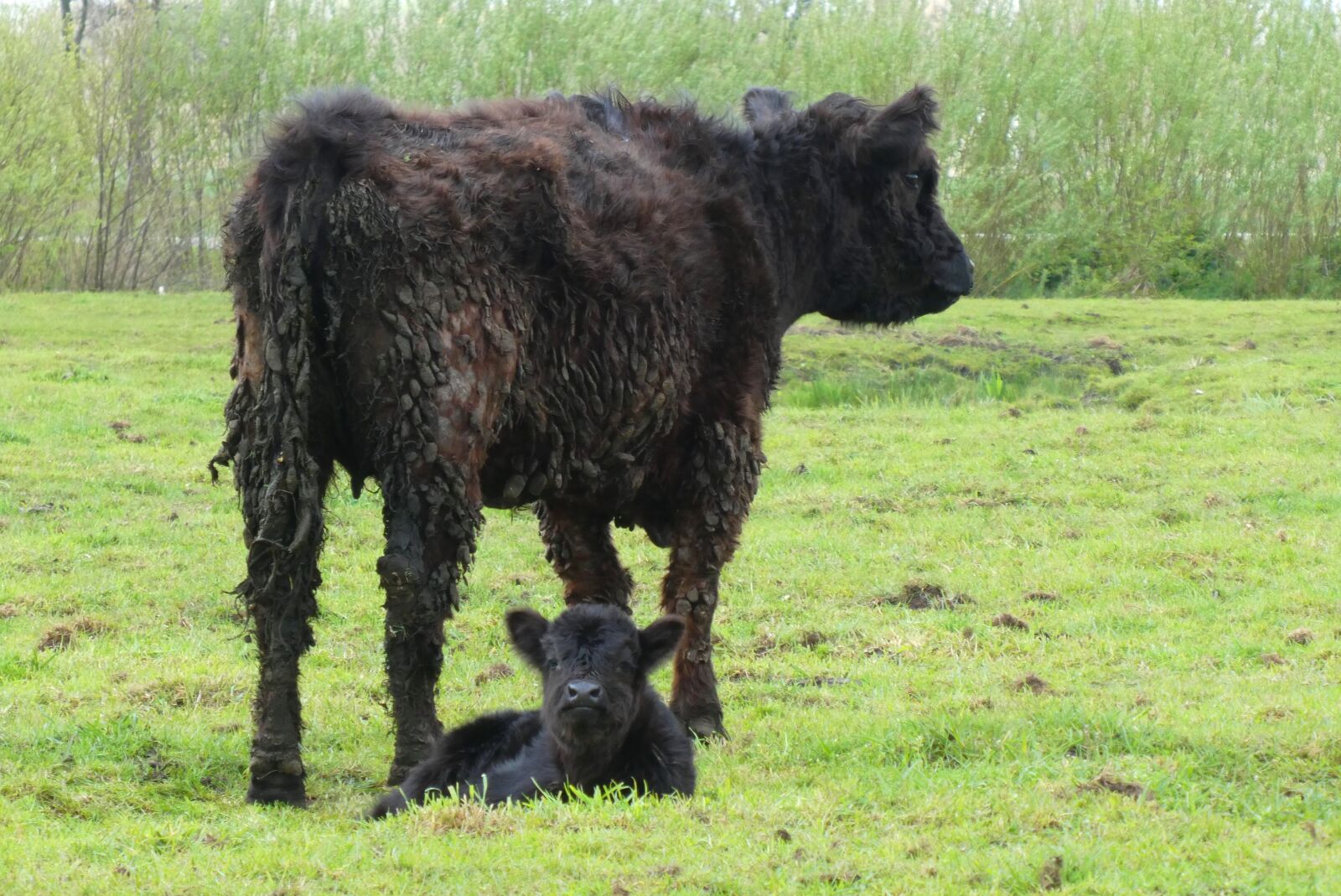 Panasonic Lumix DC-ZS70 (Lumix DC-TZ90) sample photo. Galloway cows, little calf photography