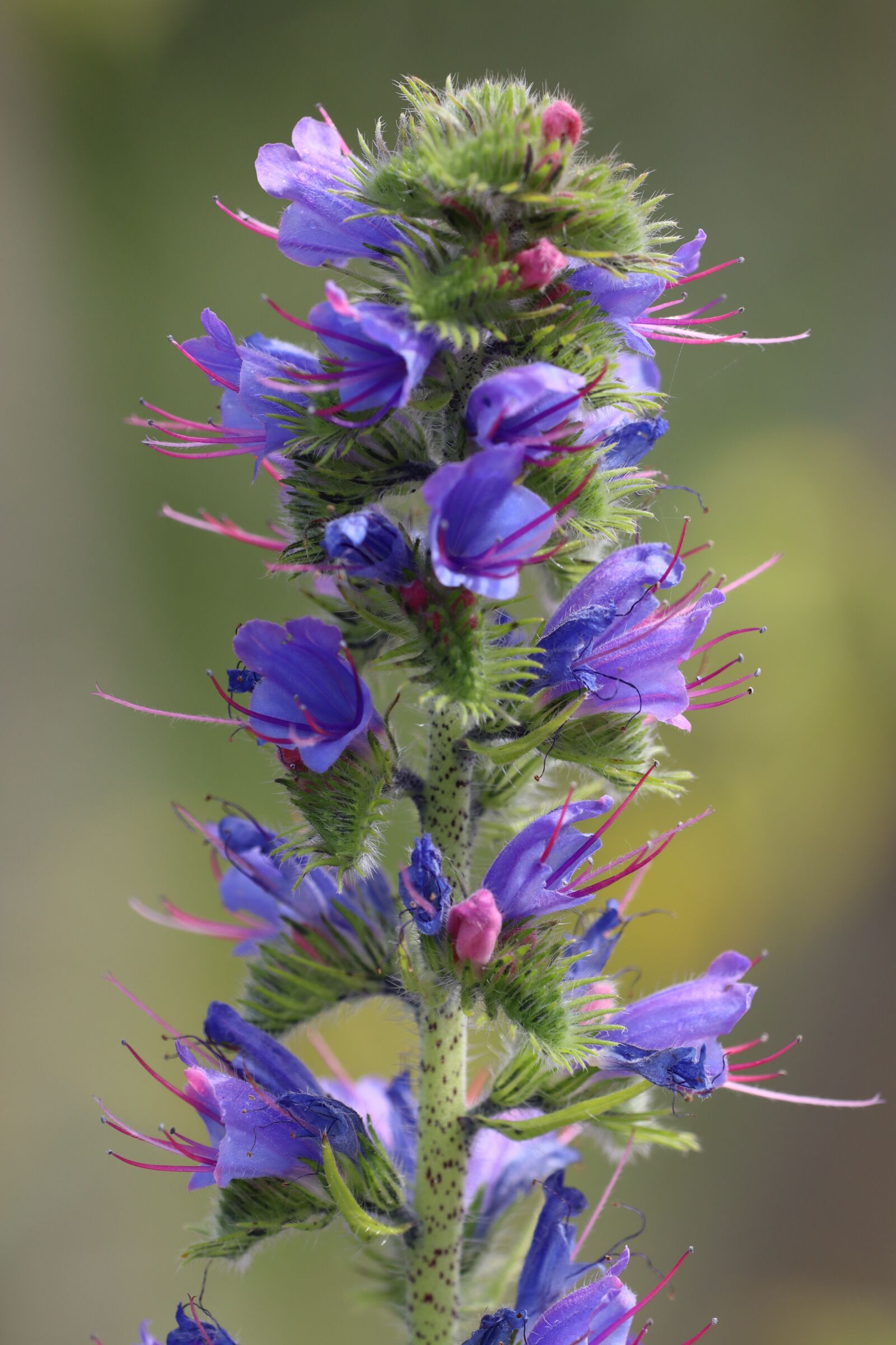 Canon EOS 90D sample photo. Flower, nectar, meadow photography