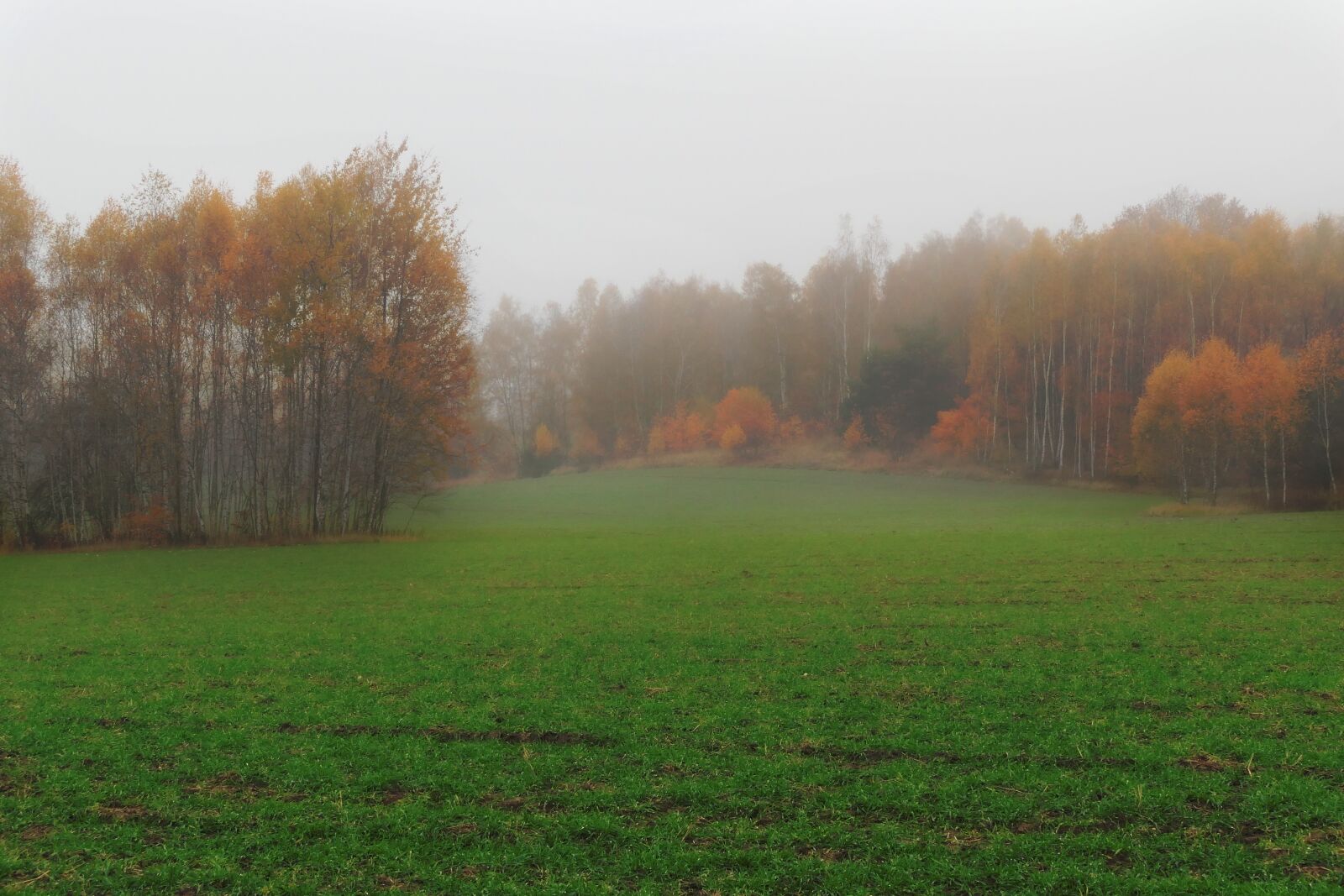 Panasonic Lumix DMC-FZ2500 (Lumix DMC-FZ2000) sample photo. Autumn, forest, nature photography