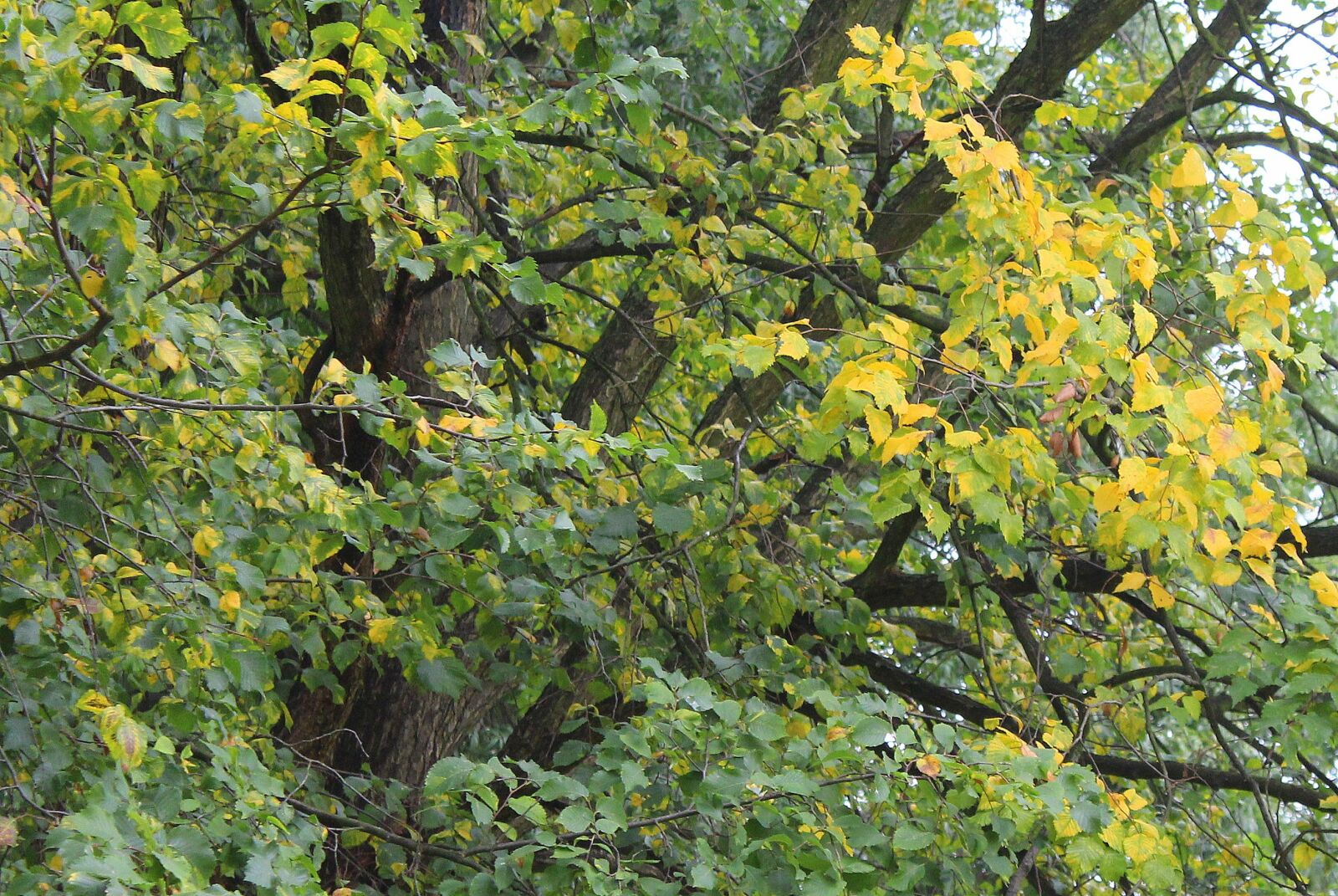 Canon EOS 1200D (EOS Rebel T5 / EOS Kiss X70 / EOS Hi) sample photo. Autumn leaves, colors of photography