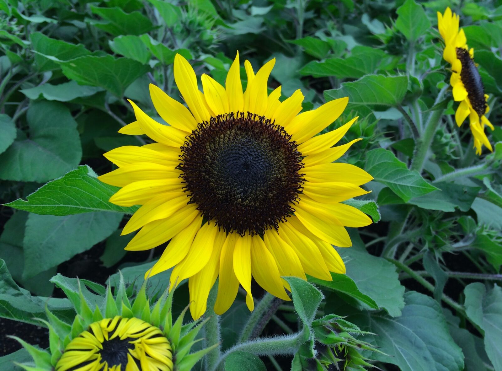 Apple iPhone 5s sample photo. Sunflower, flowers, yellow photography