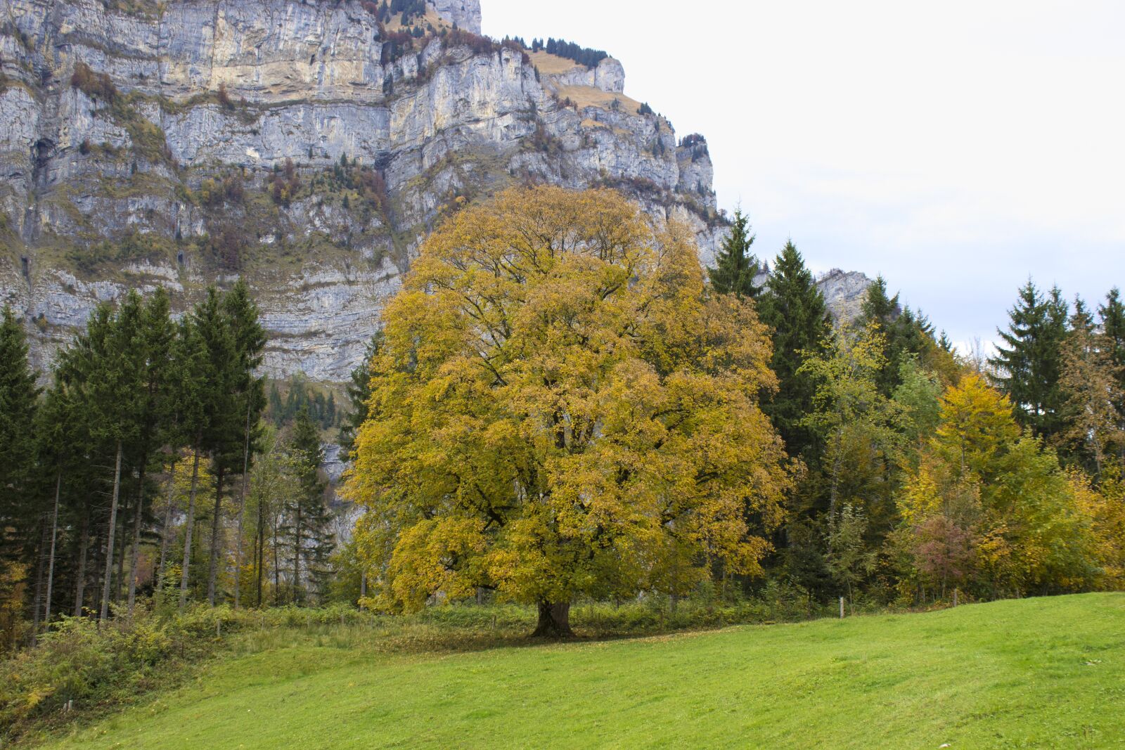 Canon EOS 600D (Rebel EOS T3i / EOS Kiss X5) sample photo. Tree, autumn, fall color photography