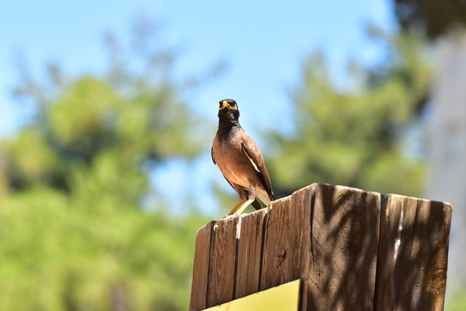 Nikon D7200 sample photo