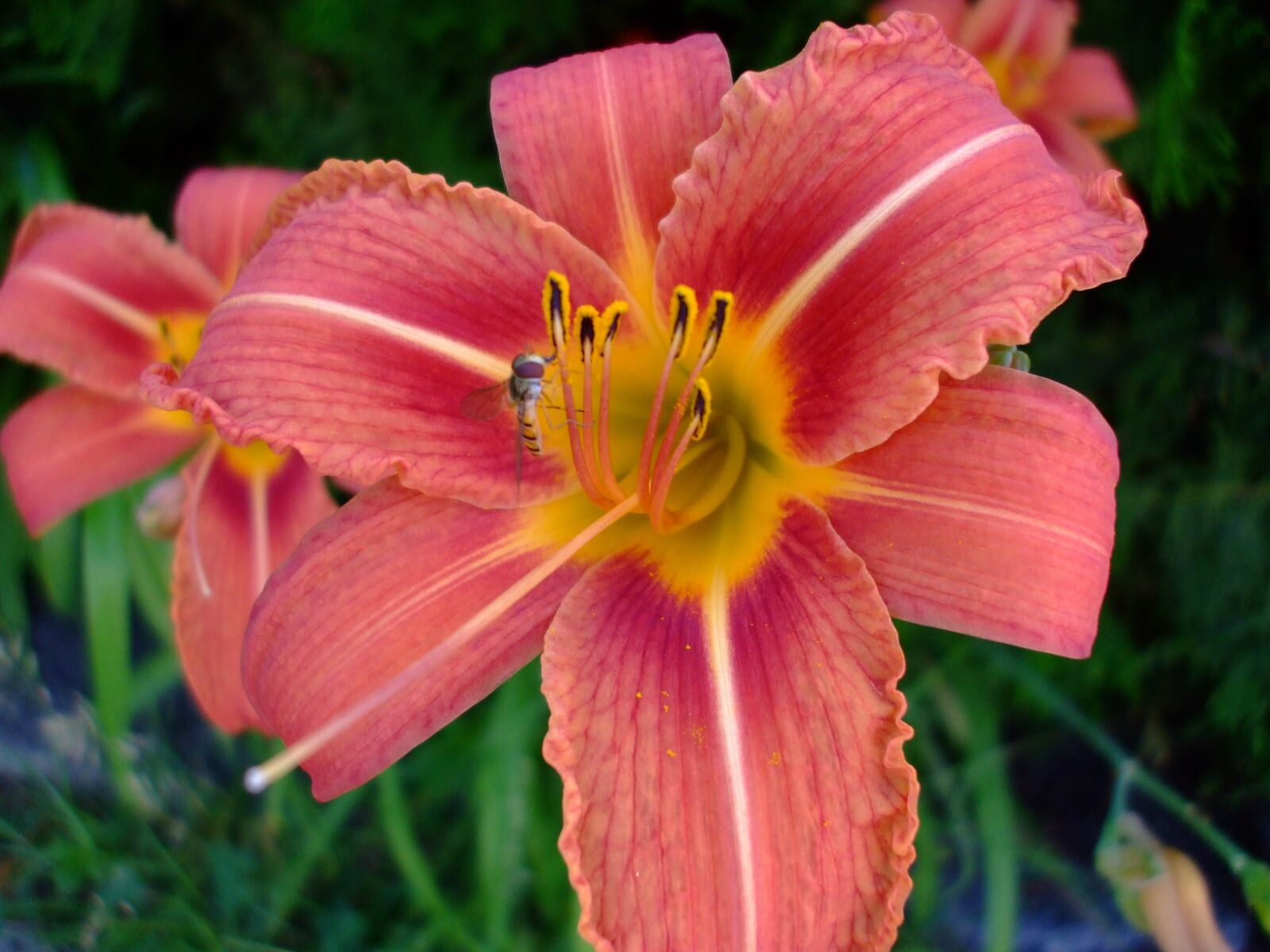 Fujifilm FinePix A800 sample photo. Lily, daylily, bloom photography