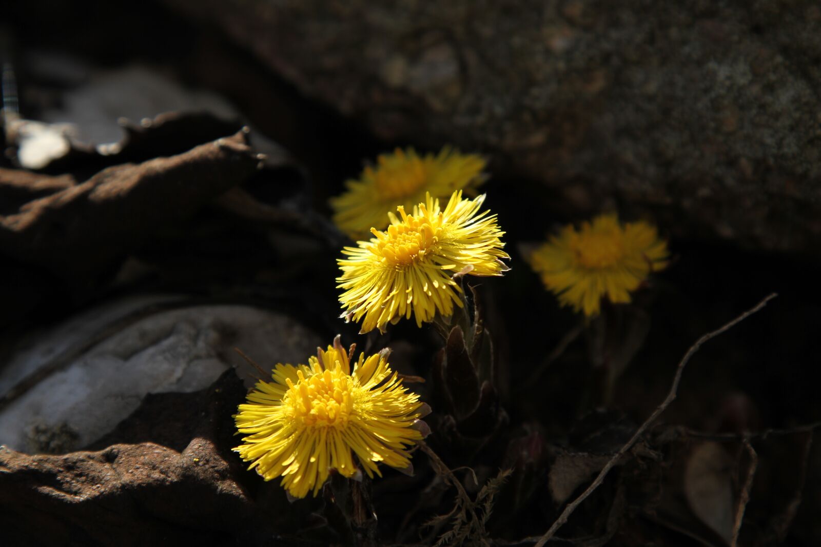 Canon EOS 7D + Canon EF 24-105mm F4L IS USM sample photo. Spring awakening, yellow, tussilago photography